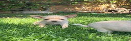 Chihuahua perros en venta: Precisos chichuahuas - Anuncio 4