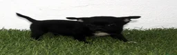 Chihuahua perros en venta: Chihuahua toy  - Anuncio 2