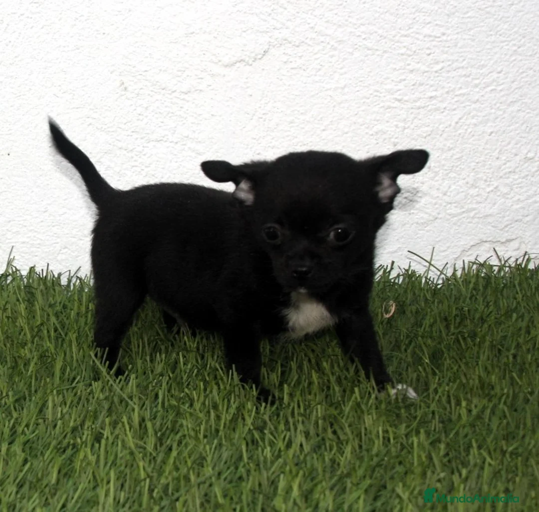 Chihuahua perros en venta: Chihuahua toy  - Anuncio 2