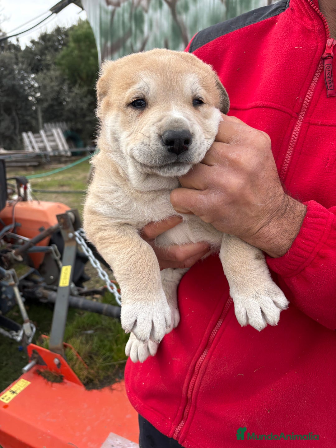 Mastín Español perros en venta: Macho mastín Español cachorro - Anuncio 14