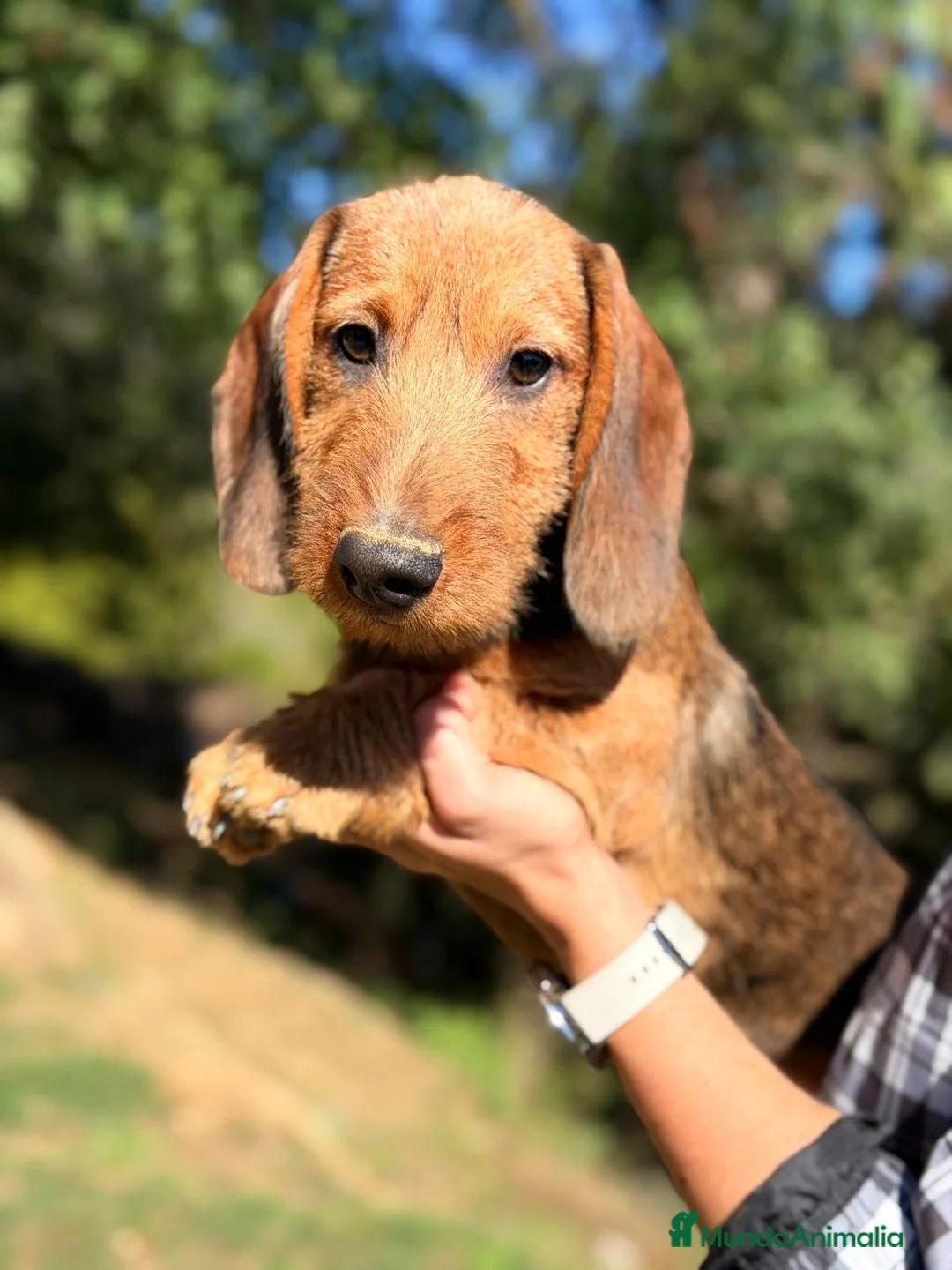 Teckel perros en venta: Teckel pelo duro  - Anuncio 1