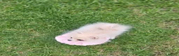 Pomerania perros en venta: Pomerania diminuta  - Anuncio 2