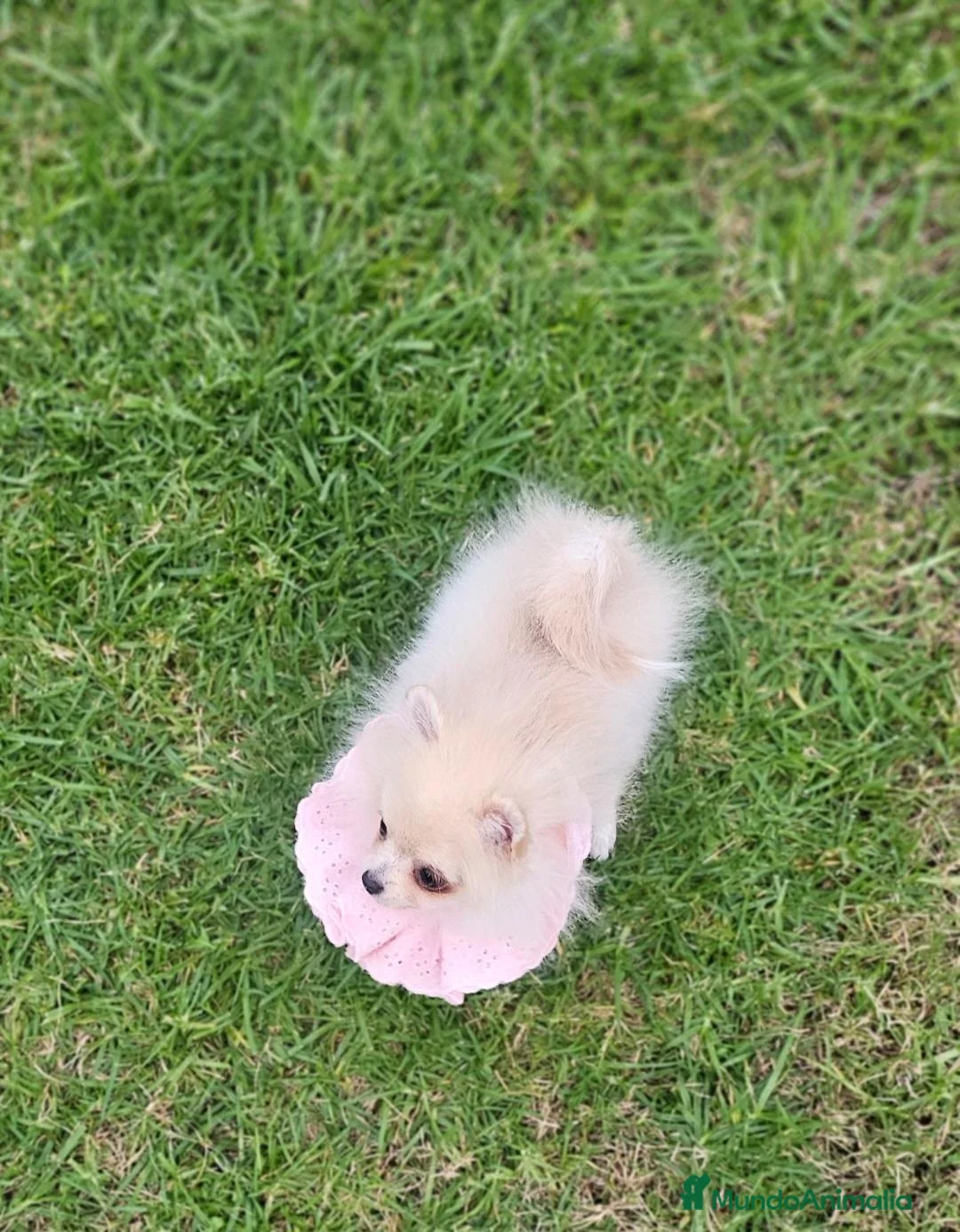 Pomerania perros en venta: Pomerania diminuta  - Anuncio 2