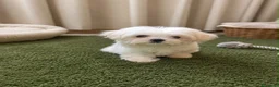 Bichón Maltés perros en venta: OPORTUNIDAD BICHON MALTÉS MINI - Anuncio 1