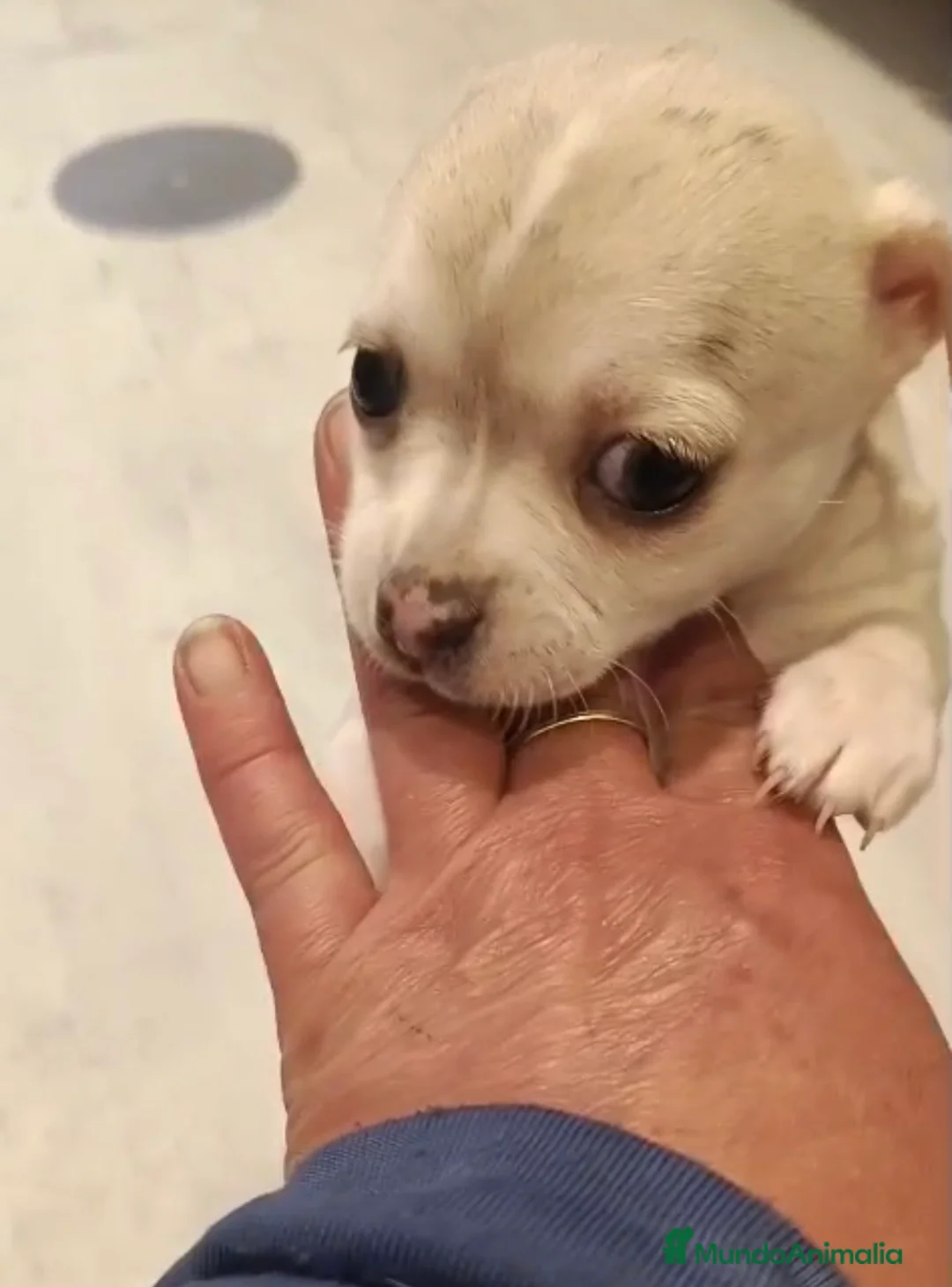 Chihuahua perros en venta: Chihuahua hembra 🐾🐶🩷 - Anuncio 2