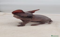 Sphynx gatos en venta: Preciosa camada de machitos - Anuncio 8