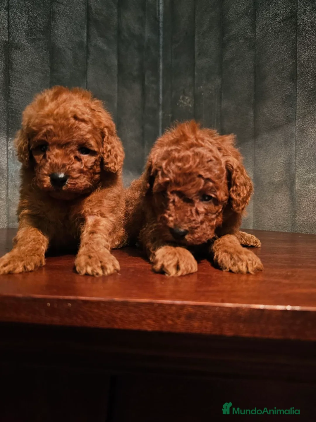 Caniche Toy perros en venta: caniche toy rojos super pequeños  - Anuncio 3