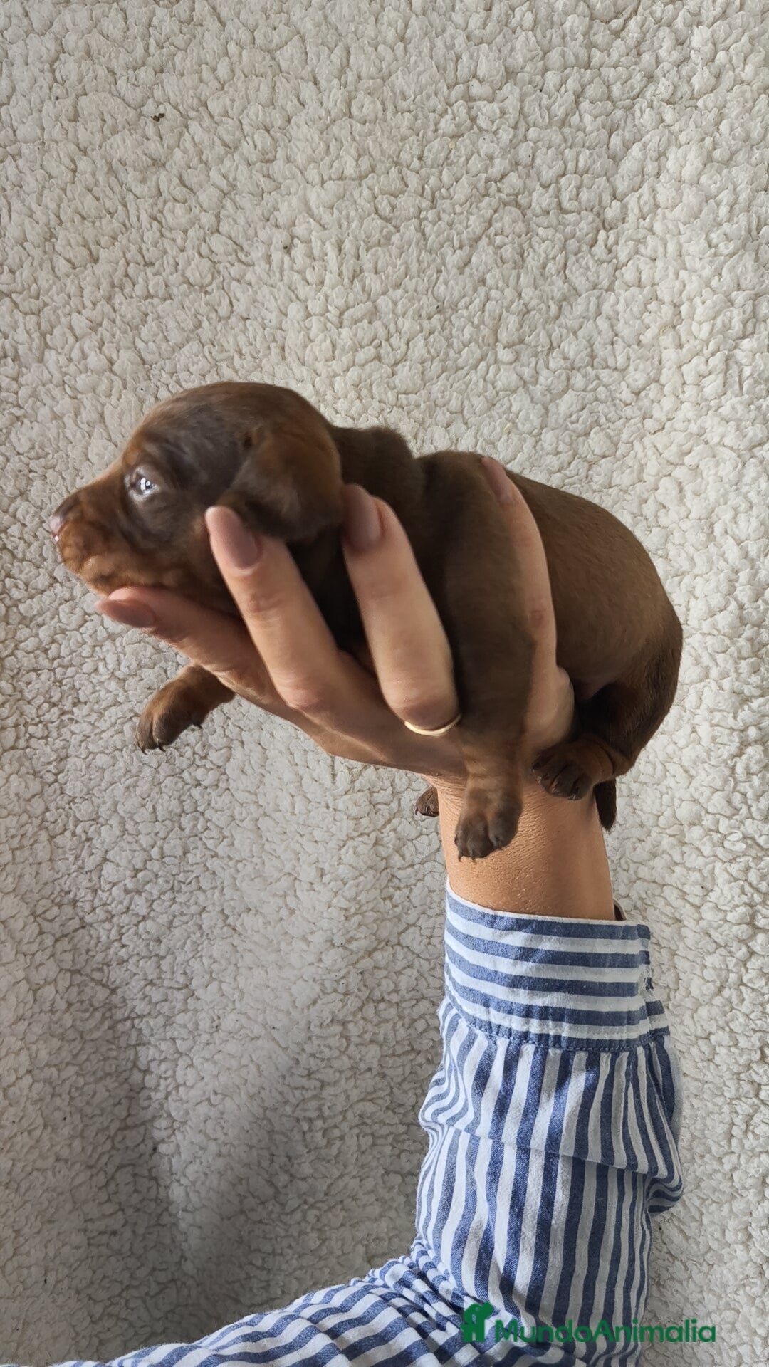 Teckel Miniatura perros en venta: Teckel chocolate kanichen Macho y Hembra  - Imagen 3