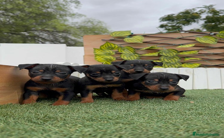 Pinscher Miniatura perros - Anuncio 2