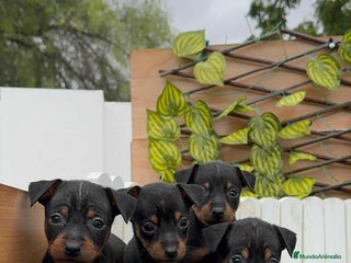 Pinscher Miniatura perros - Anuncio 2
