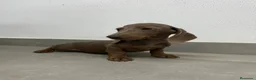 Teckel perros en venta: Cachorro de teckel  - Anuncio 2
