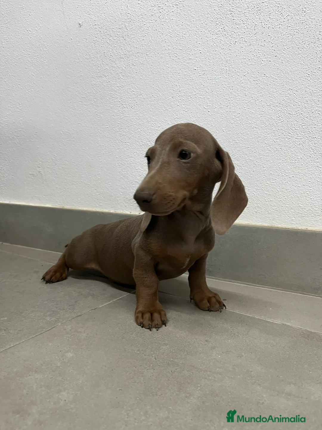 Teckel perros en venta: Cachorro de teckel  - Anuncio 2