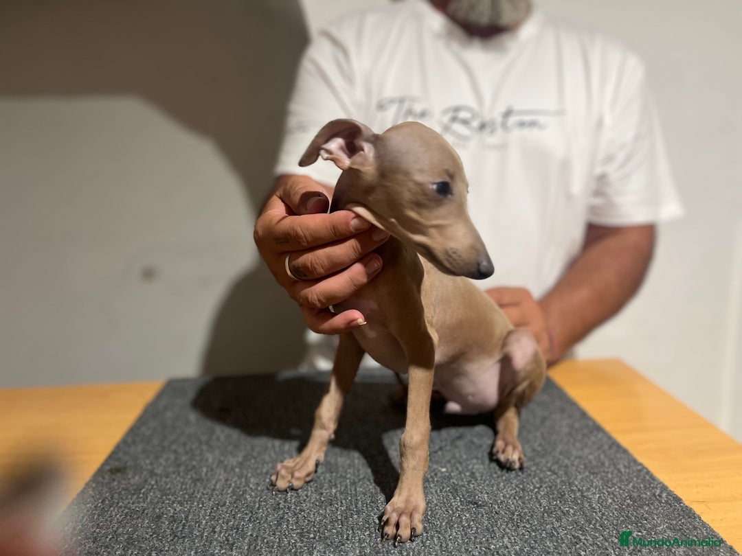 Pequeño Lebrel Italiano perros en venta: Piccolo  - Imagen 3