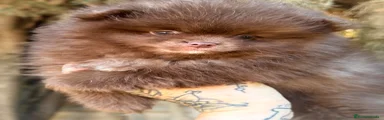 Pomerania 1