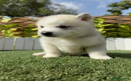 Husky Siberiano perros en venta: HUSKY - Imagen 37