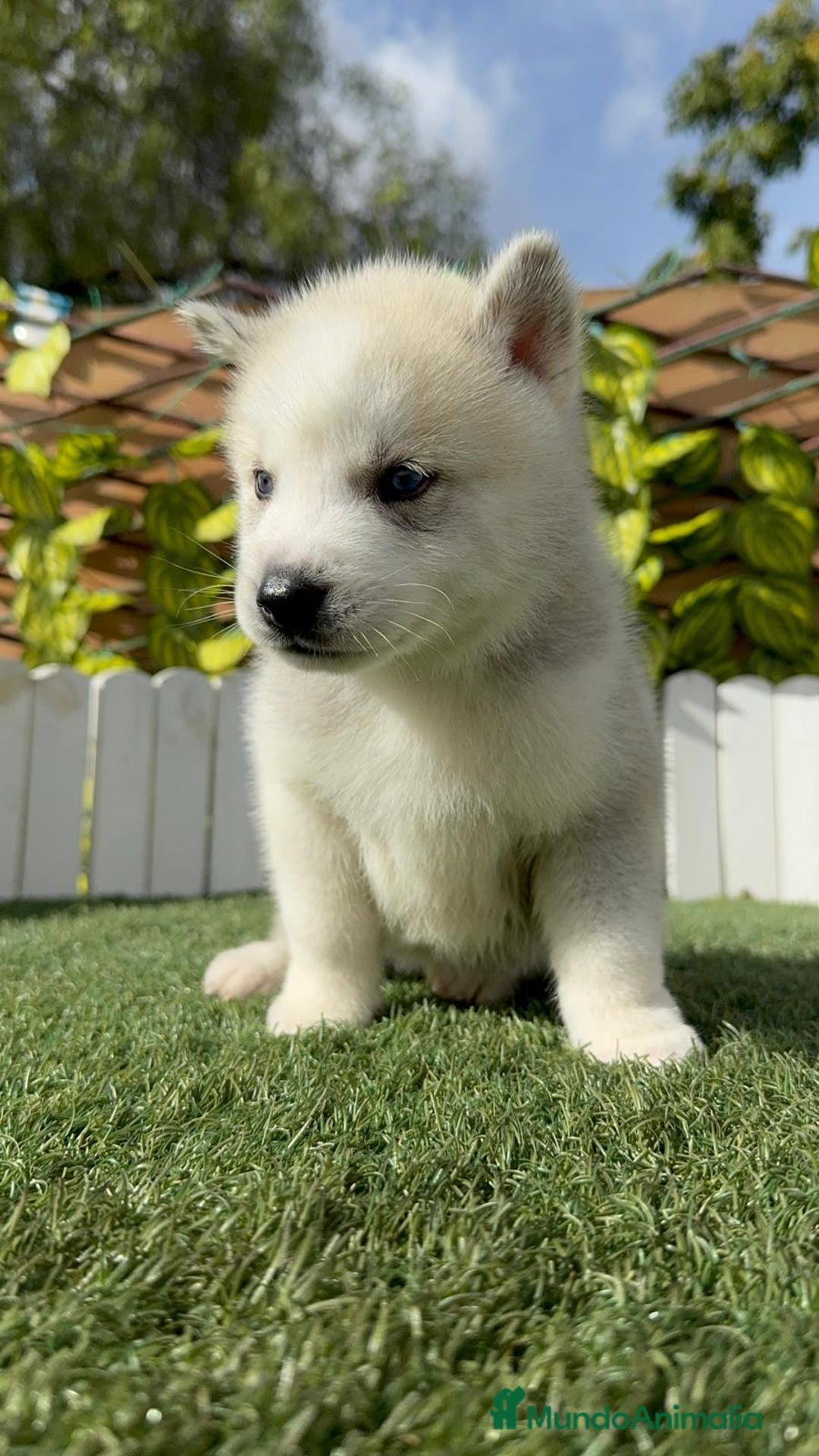 Husky Siberiano perros en venta: HUSKY - Imagen 37