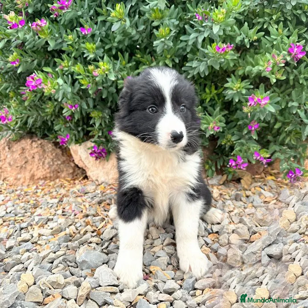 Border Collie perros en venta: BORDER COLLIE - Anuncio 1