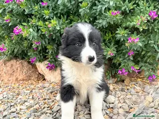 Border Collie perros BORDER COLLIE - Anuncio 1