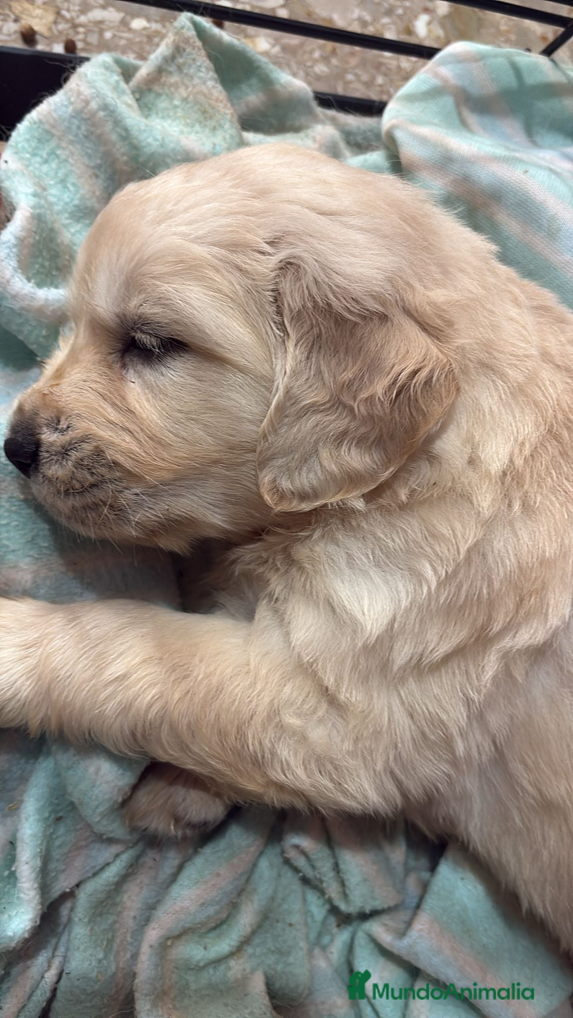 Golden Retriever perros Hembra de golden retriever  - Anuncio 1