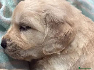 Golden Retriever perros Hembra de golden retriever - Anuncio 7