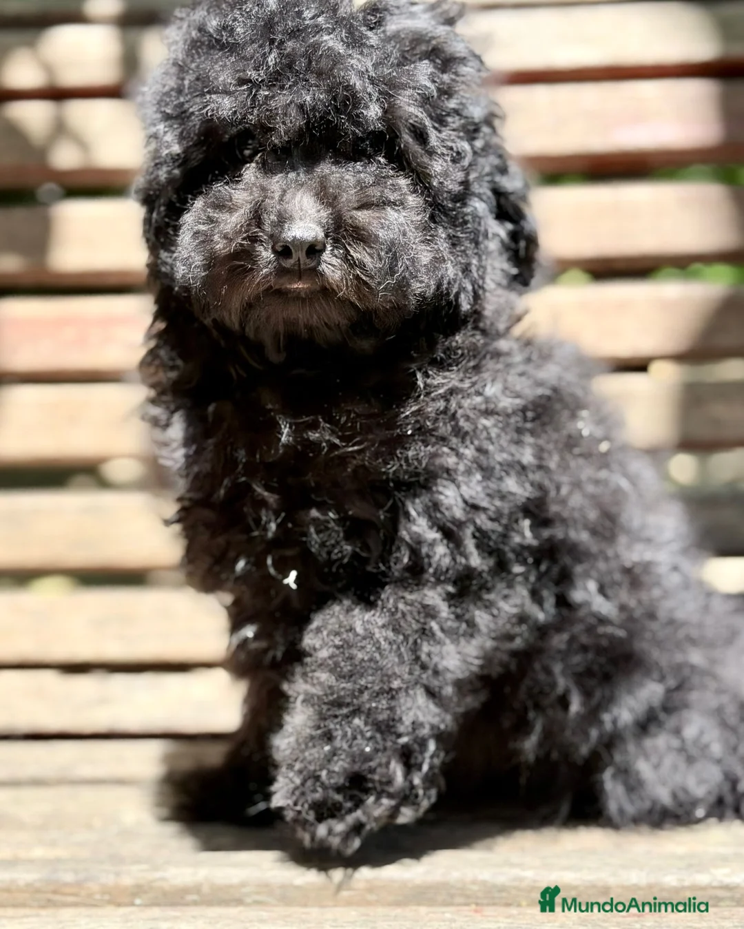 Caniche Toy perros en venta: CANICHE TOY NEGRO - Anuncio 5