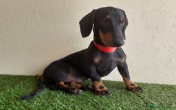 Teckel perros en venta: Preciosos TECKEL  - Imagen 1