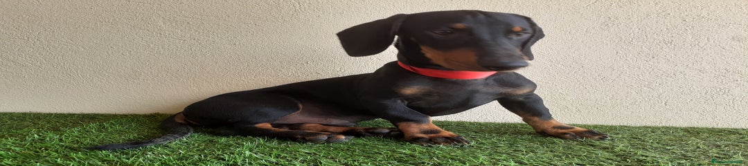 Teckel Cachorro 1
