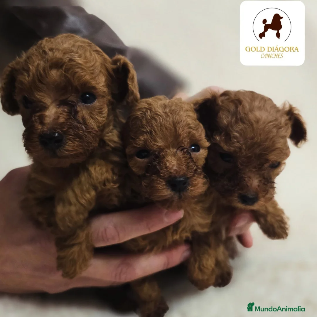 Caniche Toy perros en venta: Caniche rojo toy - Anuncio 3