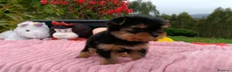 Yorkshire Terrier perros en venta: Yorkshire macho.  - Anuncio 4