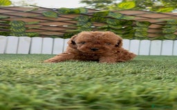 Caniche Toy perros en venta: CANICHE TOY ROJO MACHO - Imagen 8