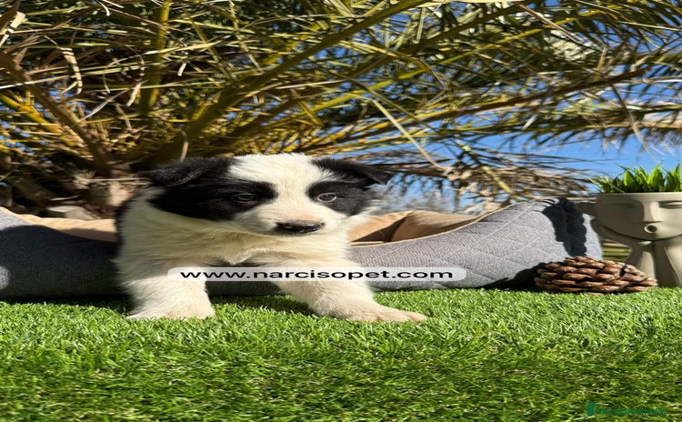 Border Collie perros - Propaganda 7