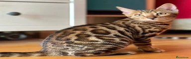 Bengalí 1