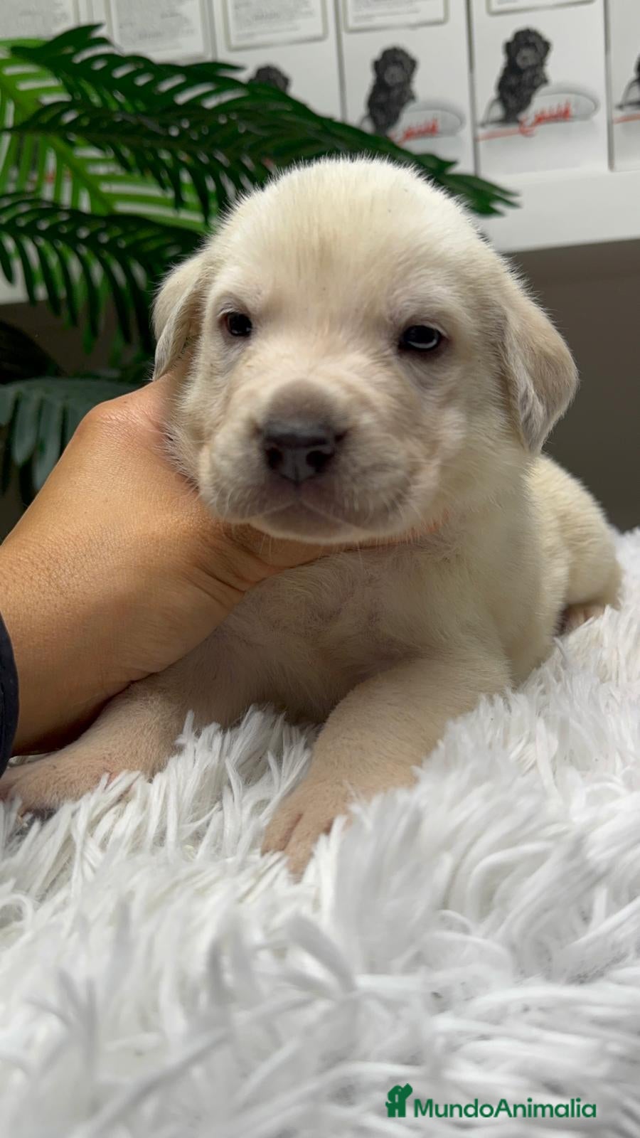 Mastín Español perros MASTIN ESPAÑOL - Anuncio 1