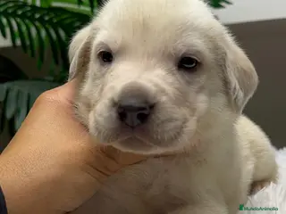 Mastín Español perros MASTIN ESPAÑOL - Anuncio 1