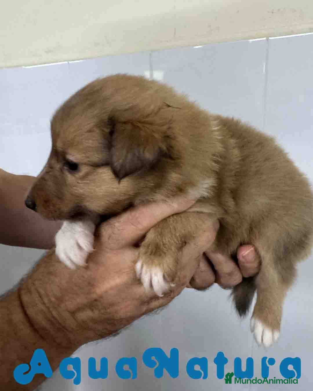 Perro Pastor de las Shetland perros en venta: Pastor de Shetland Macho 1 de Nana AQUANATURA - Anuncio 4