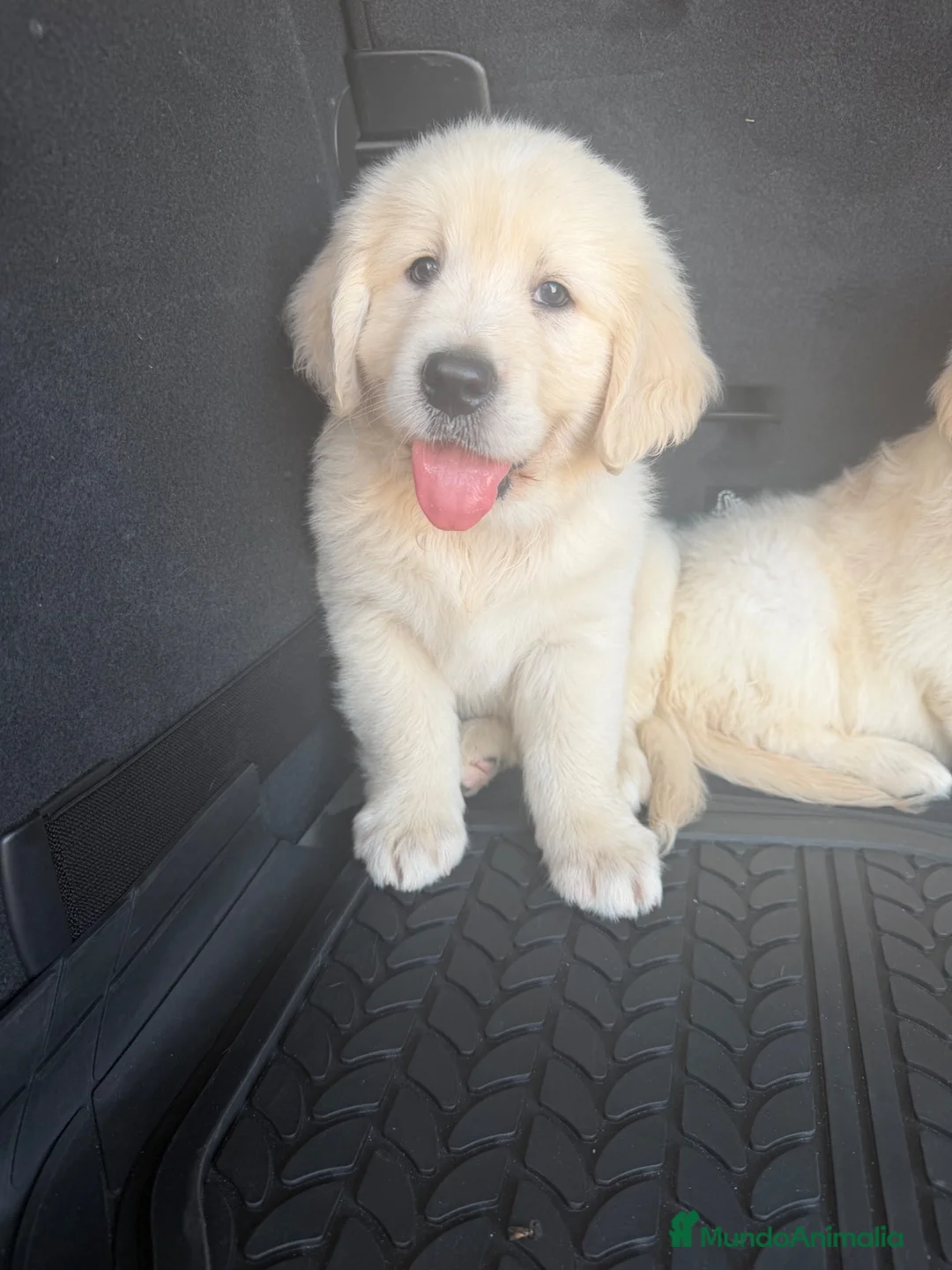 Golden Retriever perros en venta: Golden Retriever  - Anuncio 2