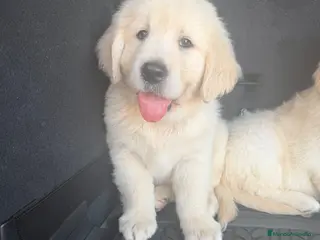 Golden Retriever perros Golden Retriever - Anuncio 1