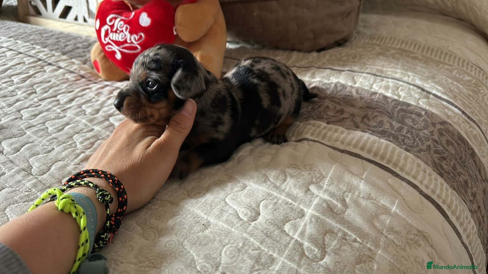 Teckel perros 🌟ÚLTIMA PAREJA DE TEKEL y Negros fuego🌟 - Anuncio 2