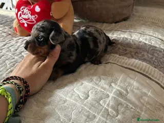 Teckel perros 🌟ÚLTIMA PAREJA DE TEKEL y Negros fuego🌟 - Anuncio 2