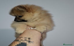 Pomerania perros en venta: Últimos bebes de pomerania - Imagen 11