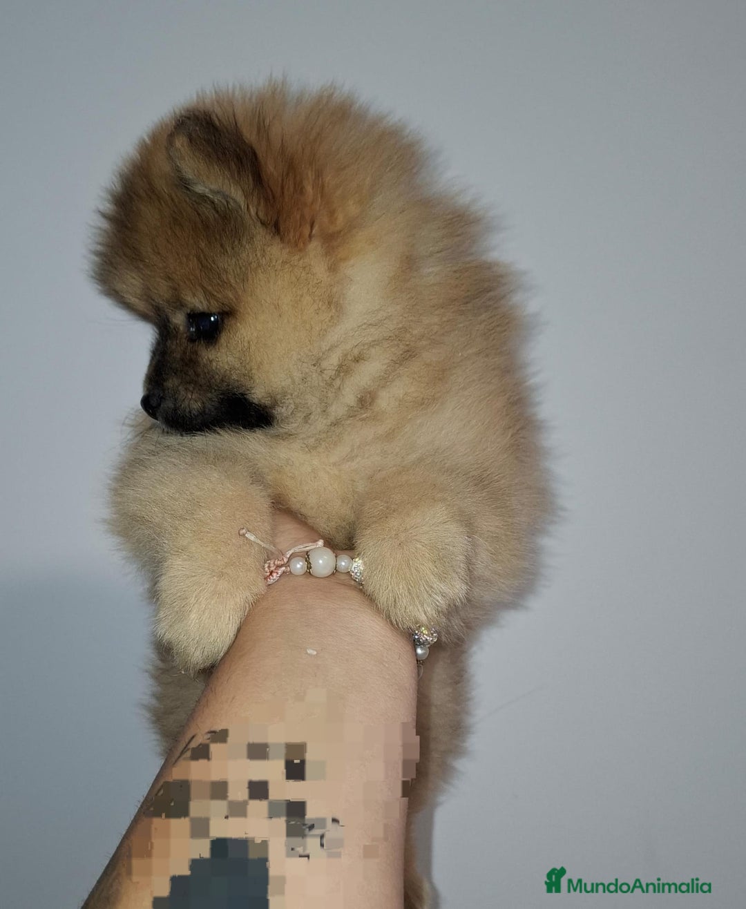 Pomerania perros en venta: Últimos bebes de pomerania - Imagen 11