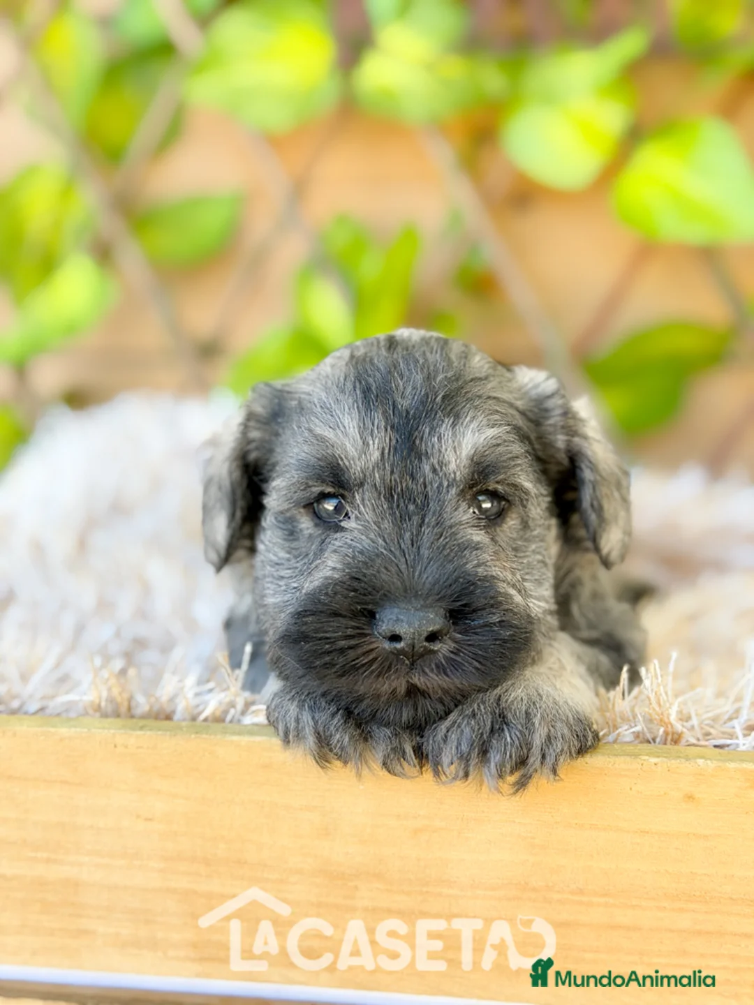 Schnauzer Miniatura perros en venta: Camada de Mila - Anuncio 2