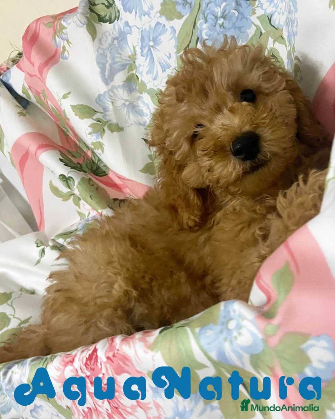 Caniche Mediano perros en venta: Caniche Macho de Camila y Can 5881 AQUANATURA en Barcelona - Anuncio 9