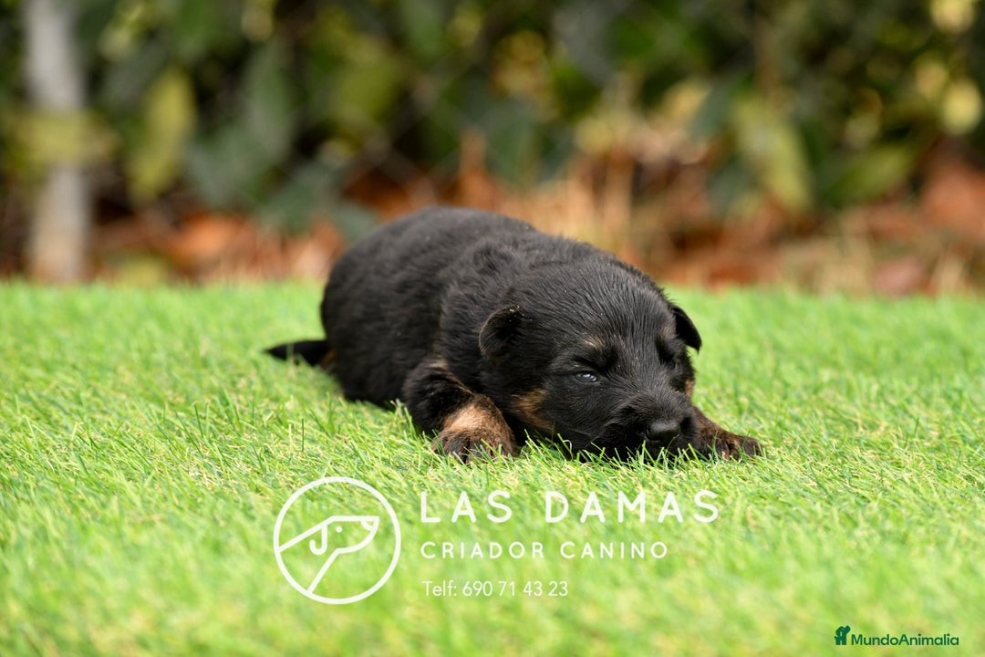 Pastor Alemán perros en venta: Pastor alemán disponibles - Imagen 1