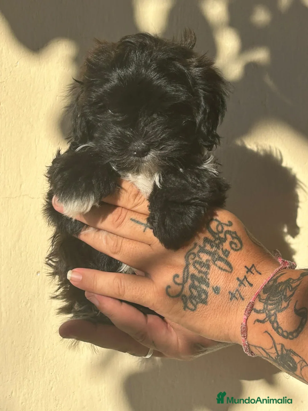 Maltipoo perros en venta: Matipoo - Anuncio 5