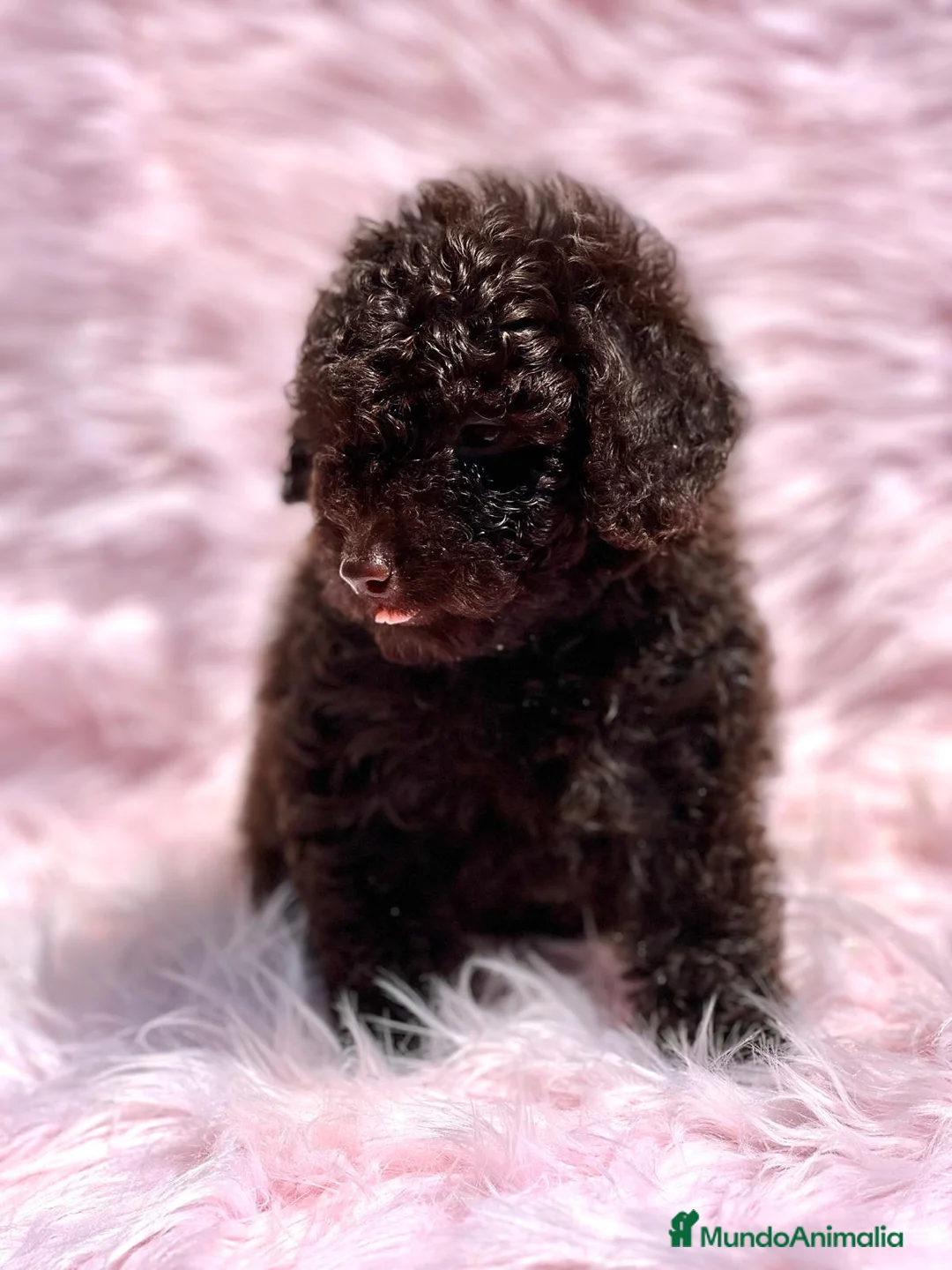 Caniche Toy perros en venta: Caniche chocolate en Barcelona - Anuncio 6