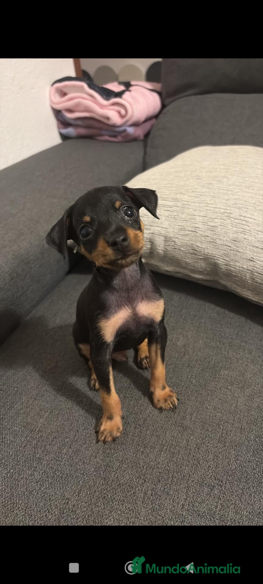 Pinscher Miniatura perros Mini pincher - Anuncio 24