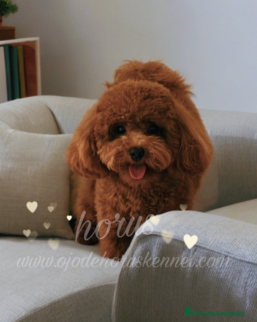 Caniche Toy perros en venta: Caniche rojo ❤️❤️ - Imagen 3