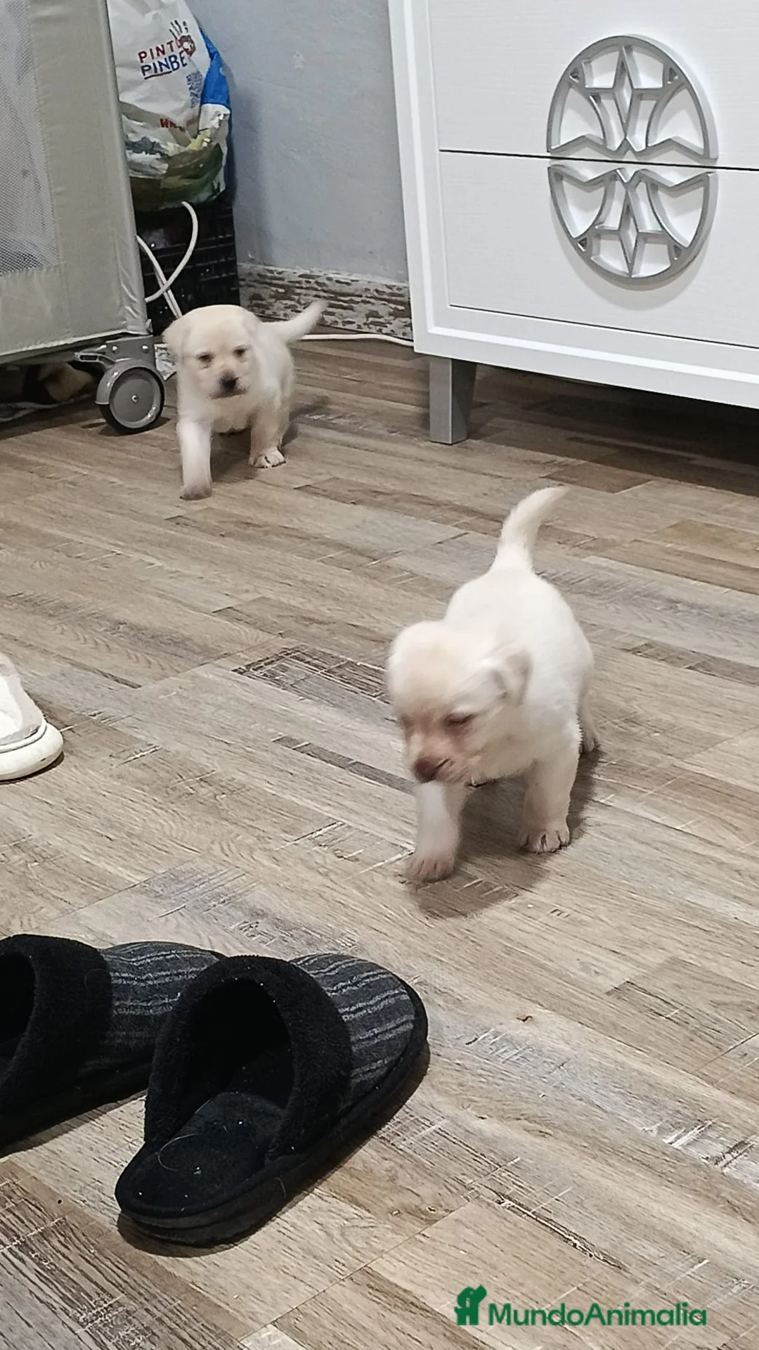 Labrador Retriever perros en venta: Labrador retriever macho y hembra - Anuncio 1