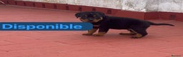 Rottweiler perros en venta: Preciosos Rottweiler - Anuncio 2